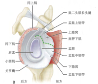 查看图片需登陆